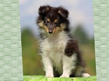 puppies