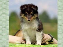 puppies