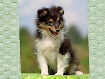 puppies
