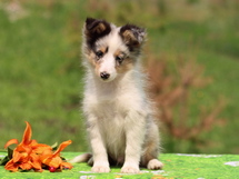 puppies