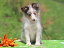 puppies