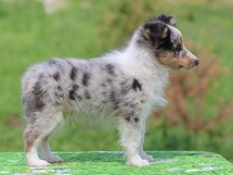 puppies