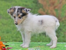 puppies