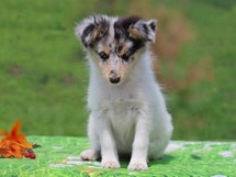 puppies