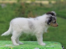 puppies