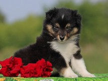 puppies