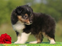 puppies