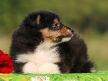 puppies