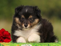 puppies