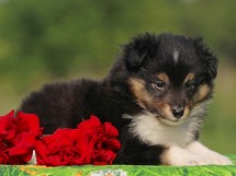 puppies
