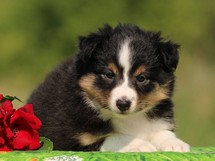 puppies