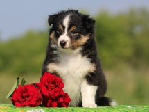 puppies