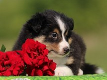 puppies