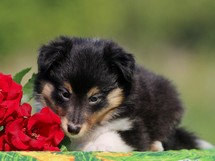 puppies