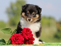 puppies