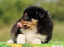 puppies