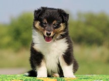 puppies