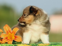 puppies