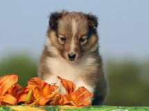 puppies
