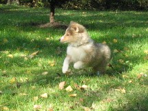 puppies
