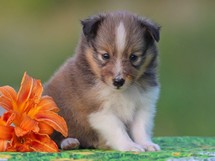 puppies
