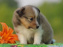puppies