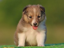 puppies