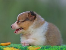 puppies