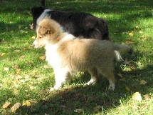 puppies