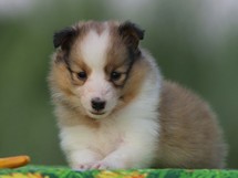puppies