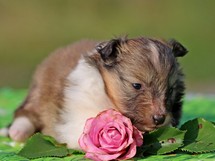 puppies