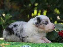 puppies