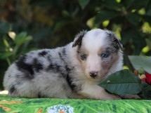 puppies