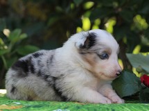 puppies