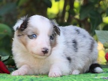 puppies