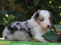 puppies