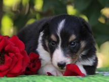 puppies