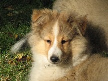 puppies