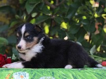 puppies