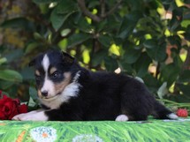 puppies
