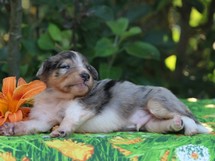 puppies