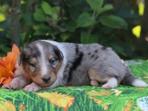 puppies