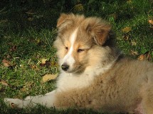 puppies
