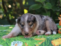 puppies