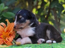 puppies