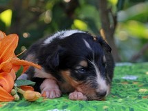 puppies