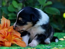 puppies