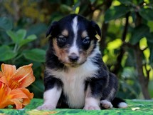 puppies