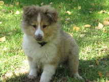 puppies