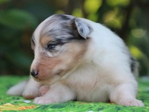 puppies